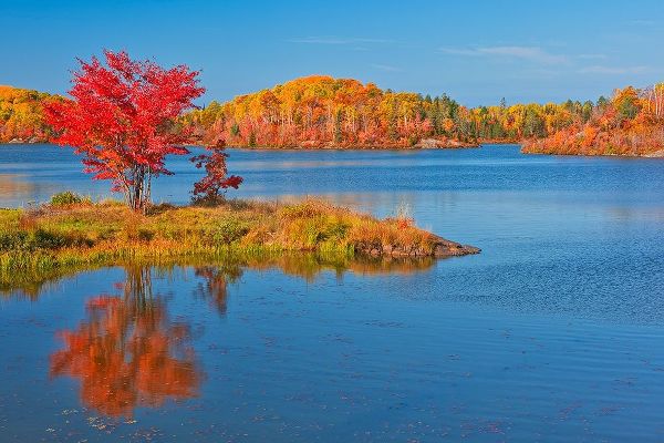 Canada-Ontario-Worthington Red maple tree reflects in St Poithier Lake